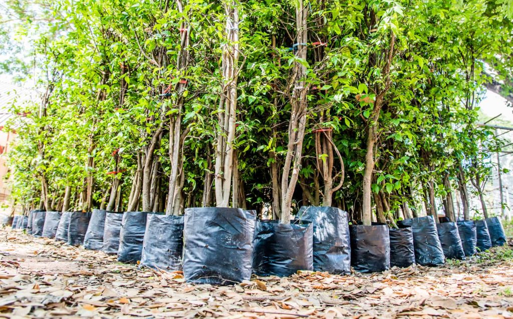 Ecología en India 