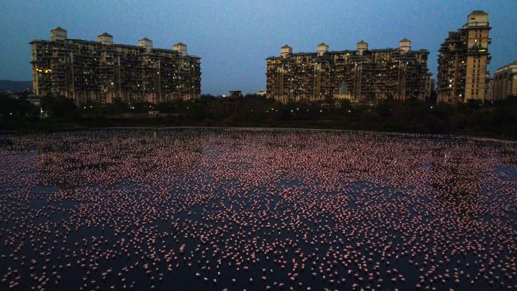 Naturaleza en Mumbai 