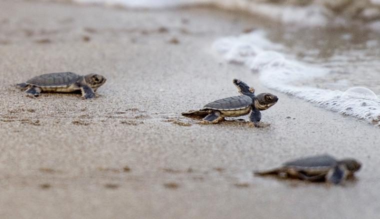 Tortugas intentando llegar al mar 