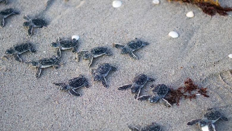 Crías de tortuga marina