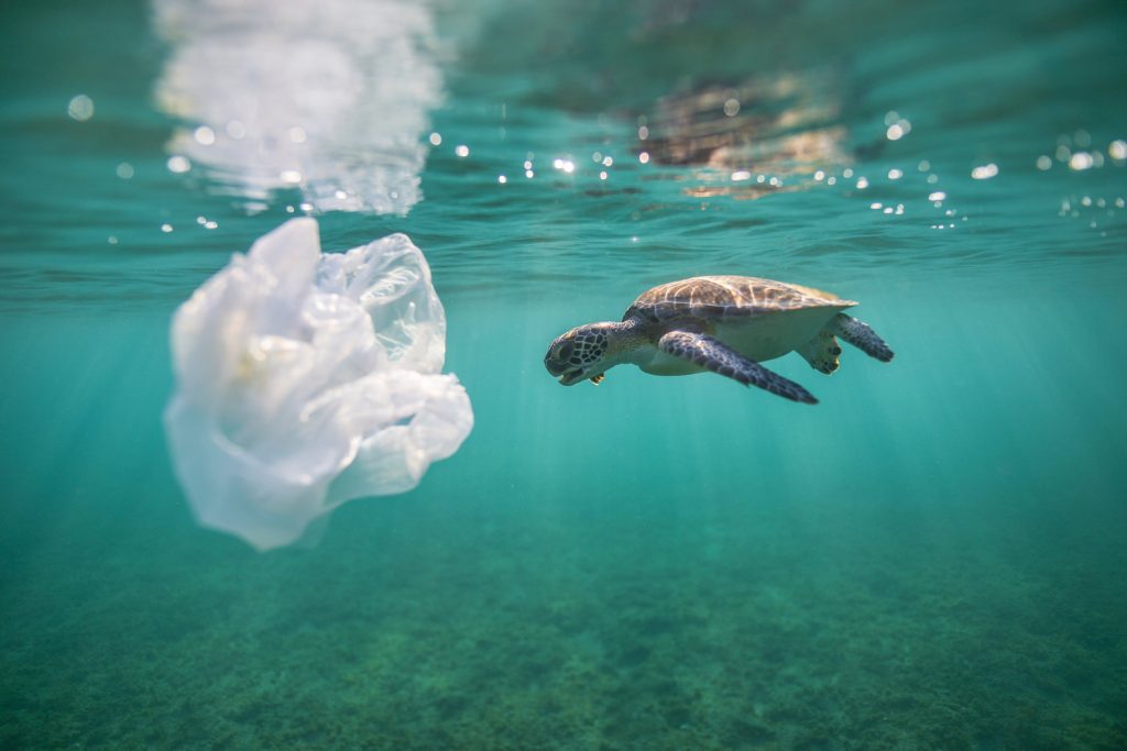 Plástico es malo para las tortugas 