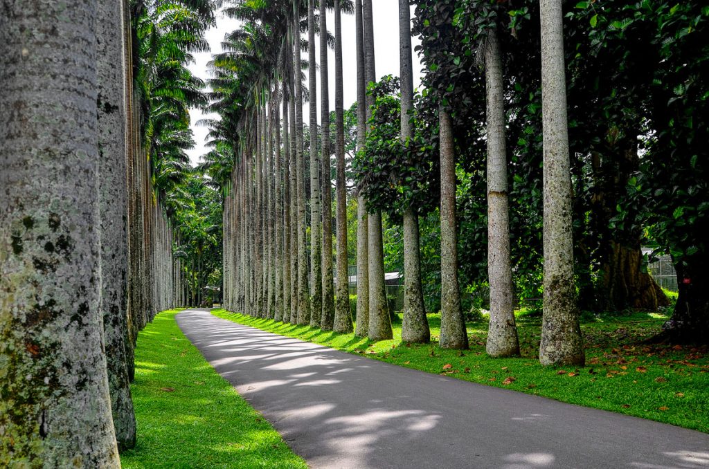 Jardines botánicos de Kandy 