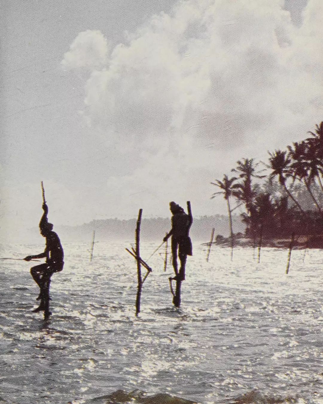 Pescadores zancudos en Sri Lanka