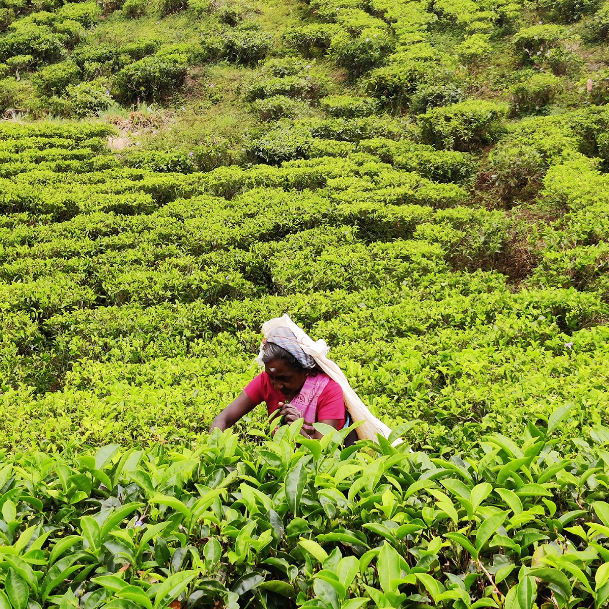 mujer en plantaciones de té en el pekoe trail sendero pekoe sri lanka