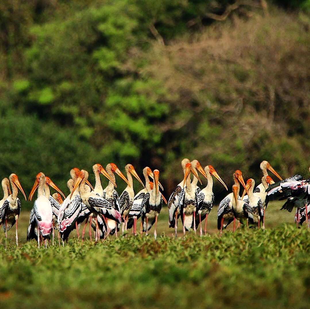 Aves en Anawilundawa 