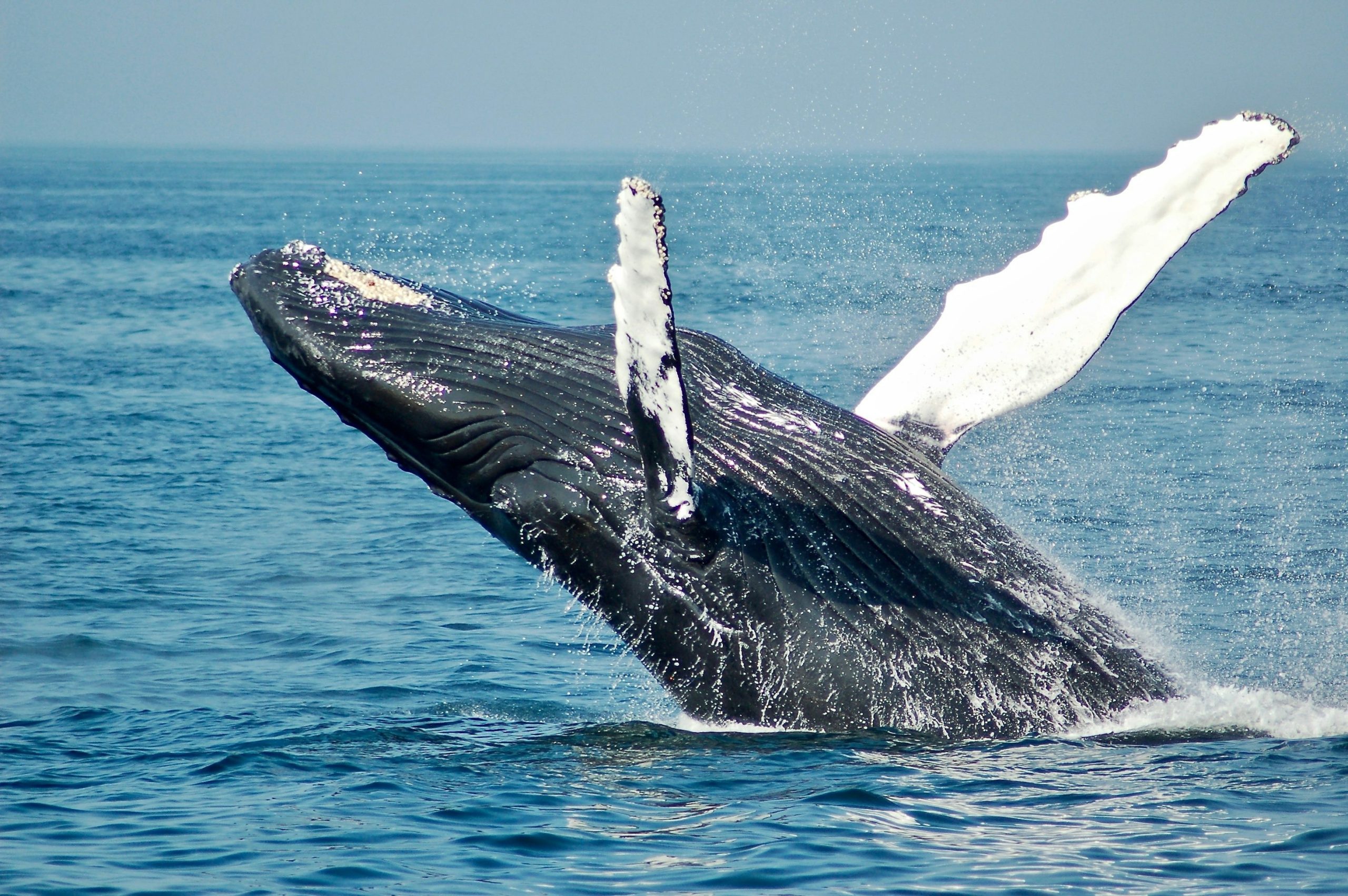 avistar ballenas en sri lanka