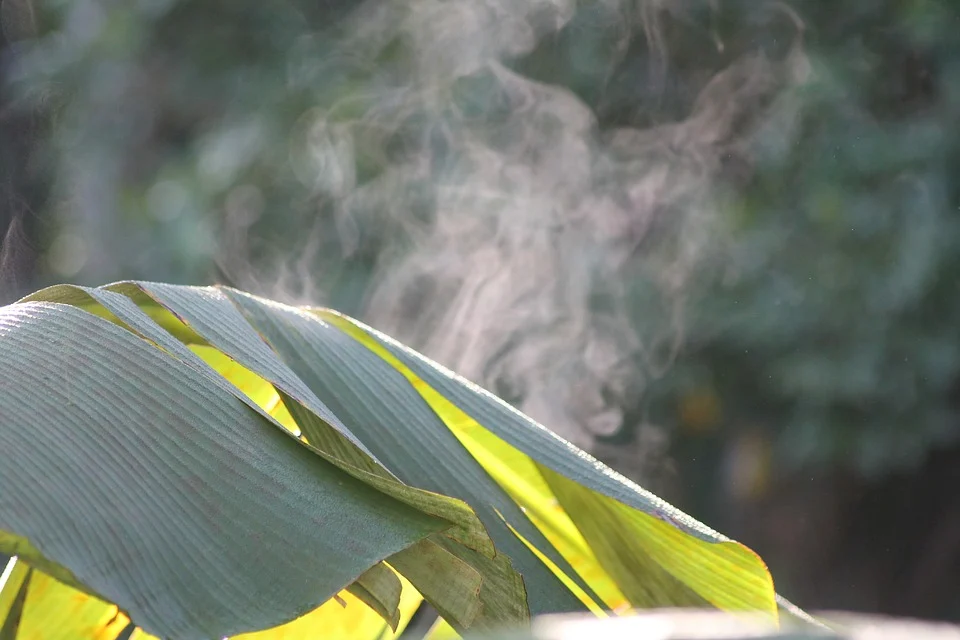 Beneficios de la hoja de plátano