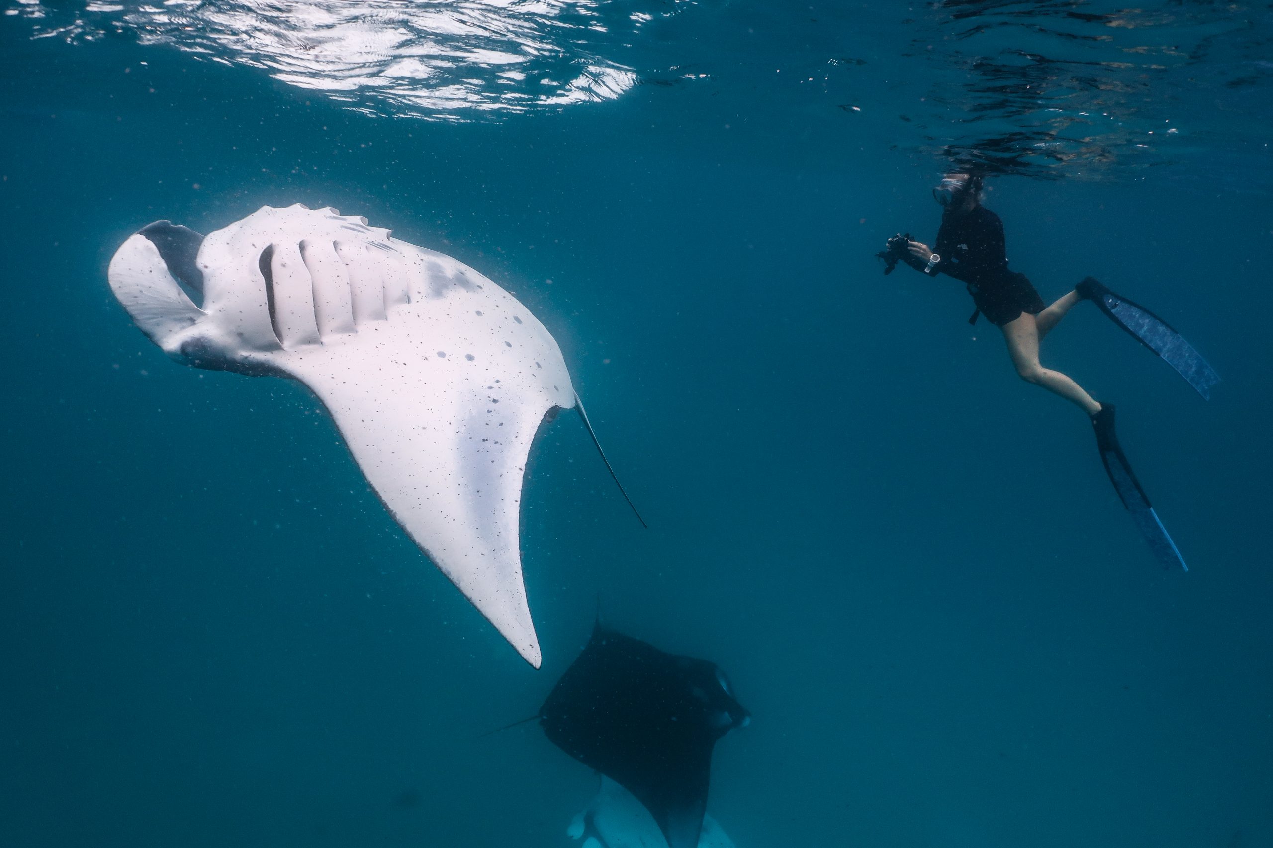 Proyectos de conservación de mantarrayas en Maldivas 