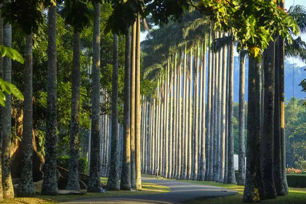 Jardines de Kandy