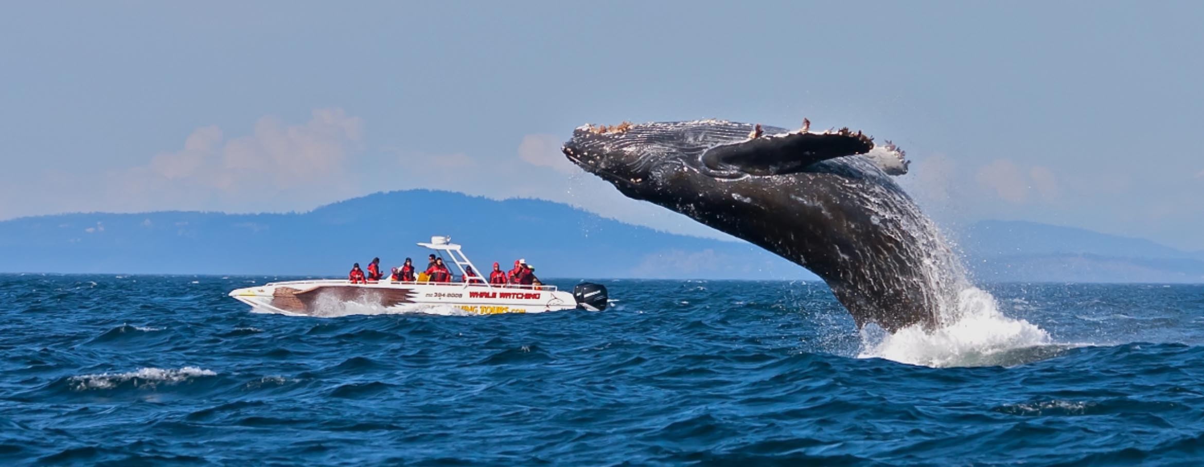 ballena azul en sri lanka 