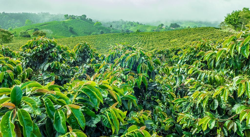 Plantaciones de café en India 