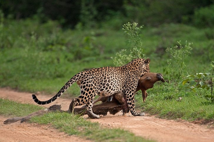 Avistar leopardos en el subcontinente indio: los mejores lugares
