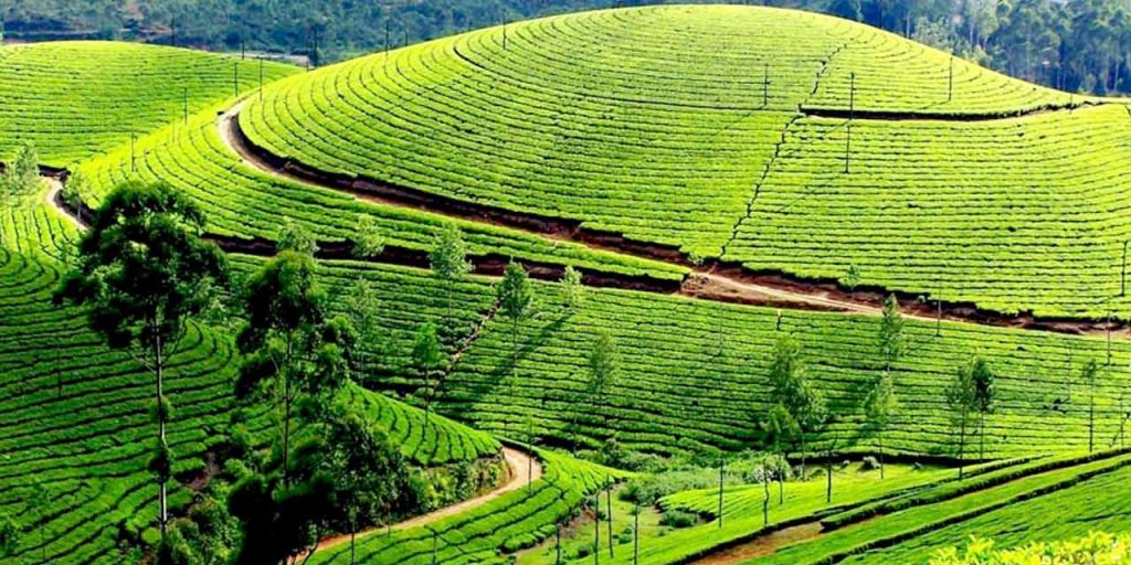 Plantaciones de té en India