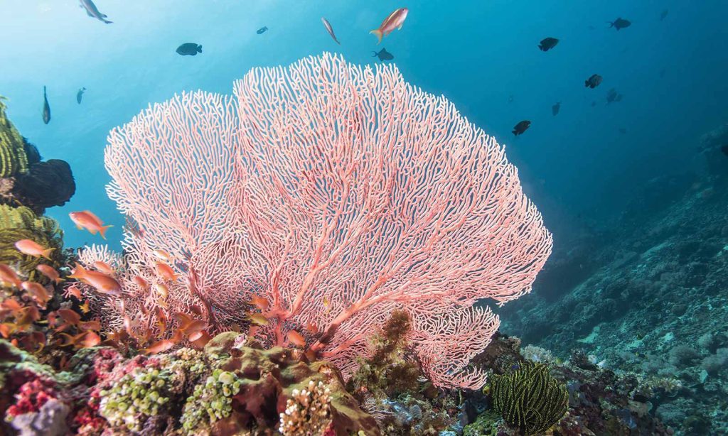 Coral en Maldivas 