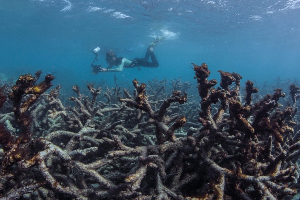 Coral muerto en Maldivas 