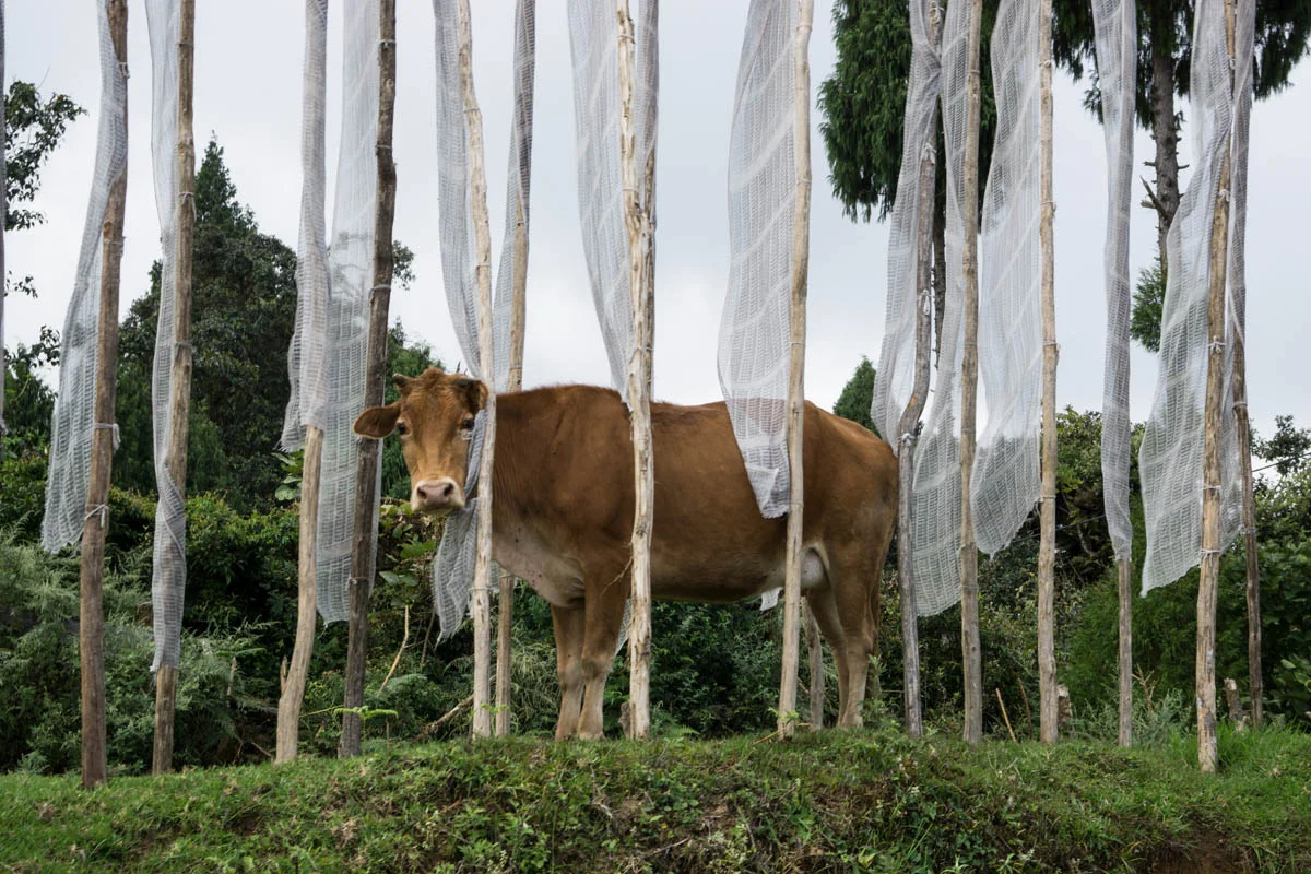 vaca en banderas de butan 
