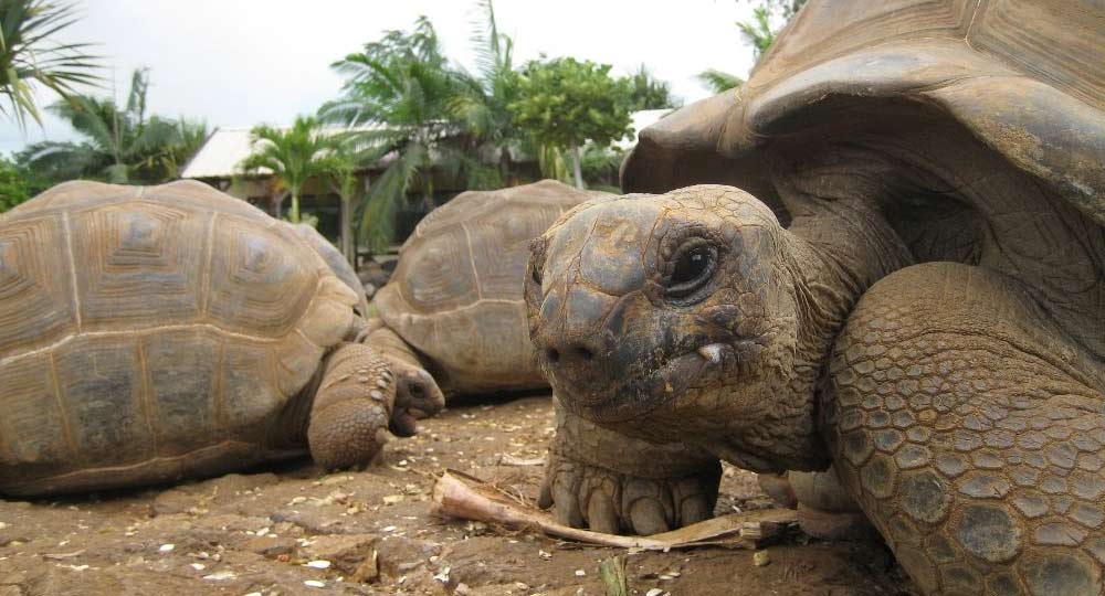 tortugas gigantes en mauricio tortugas gigantes
