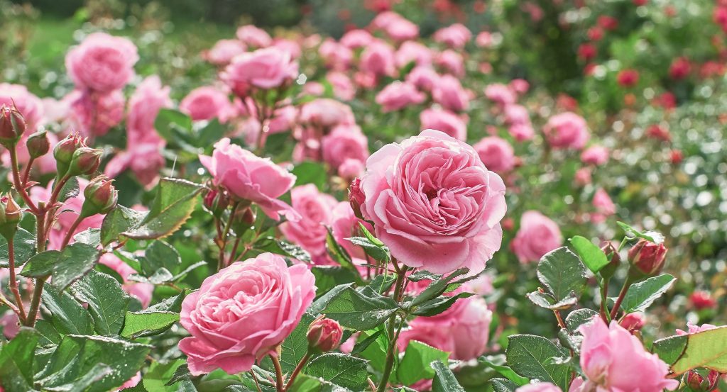 Rosas de Cachemira