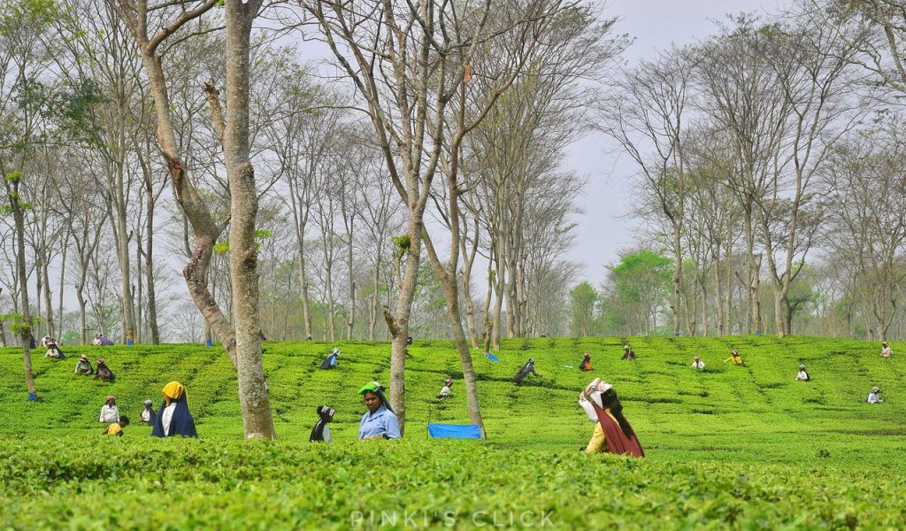 Tea tourism en India