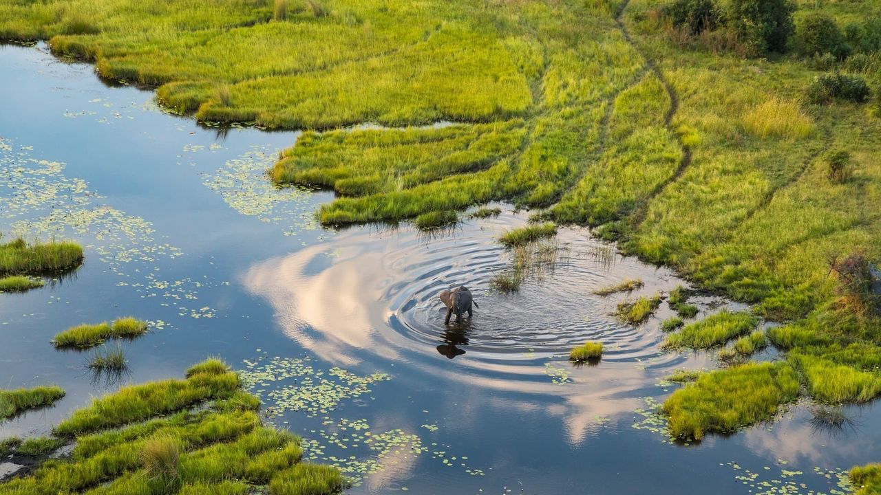 elefante en delta del okavango delta del okavango