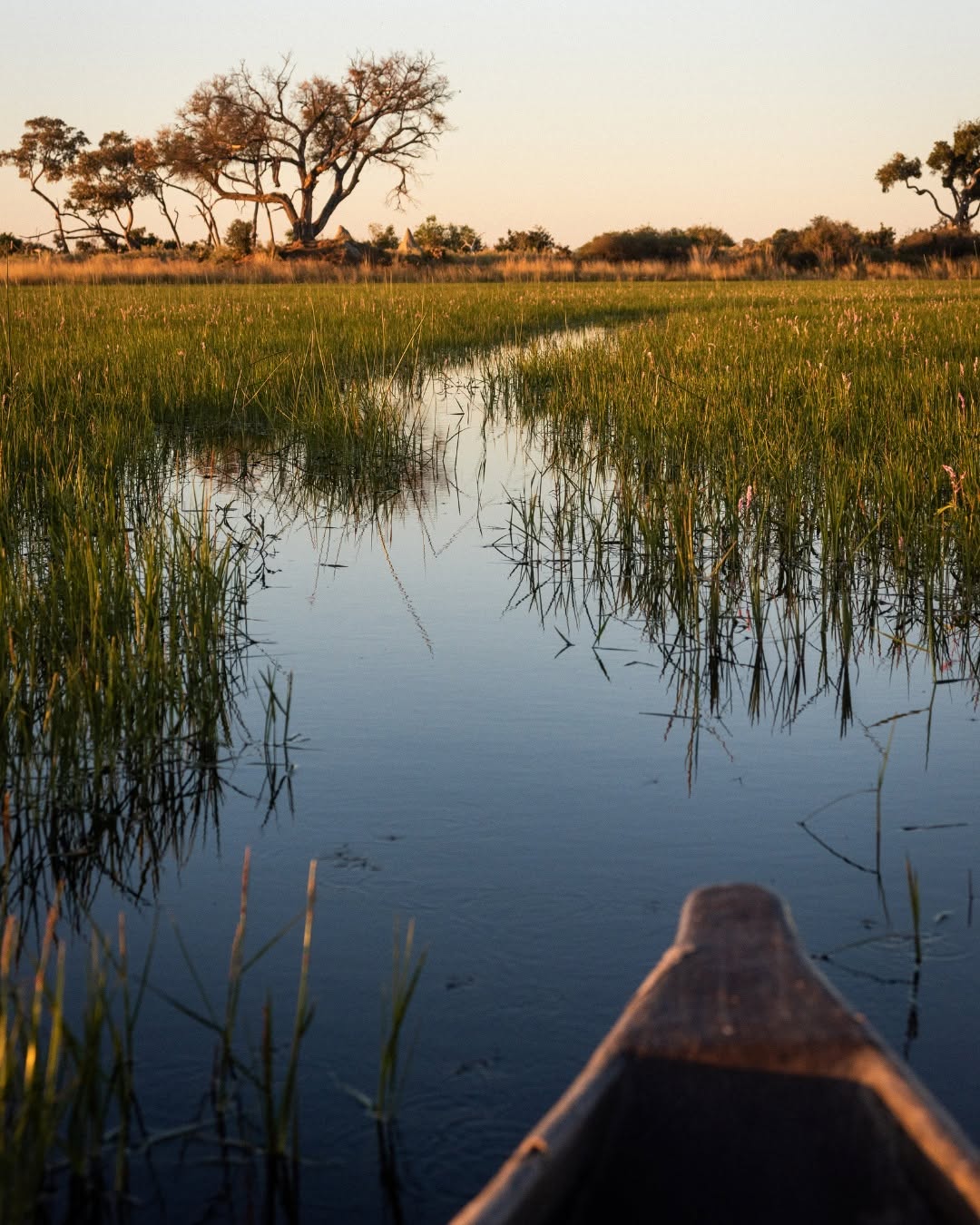 barca típica en delta del okavango mokoro