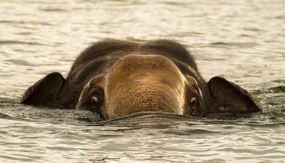 Elefante nadador en parque nacional de Sri Lanka 