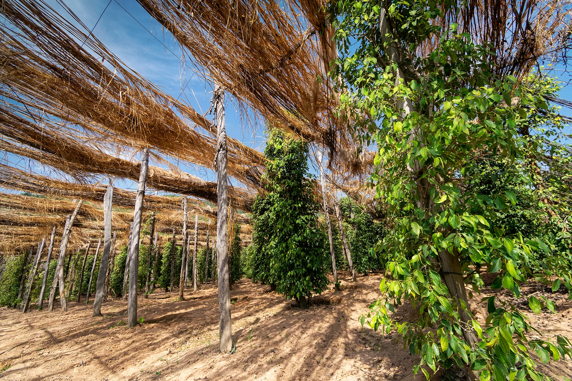 plantación de pimienta en kampot kampot