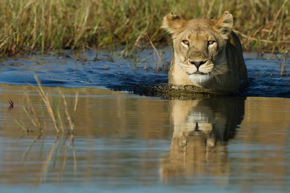 león nadador en delta del okavango leon en botsuana