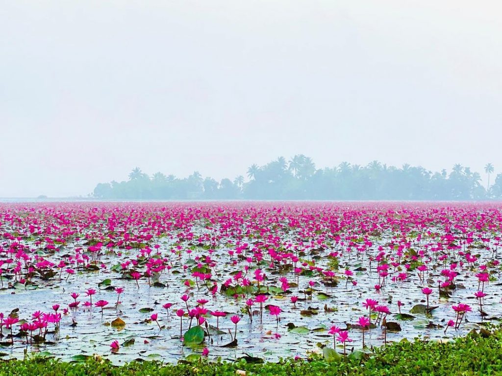 Nenúfares en Kerala 