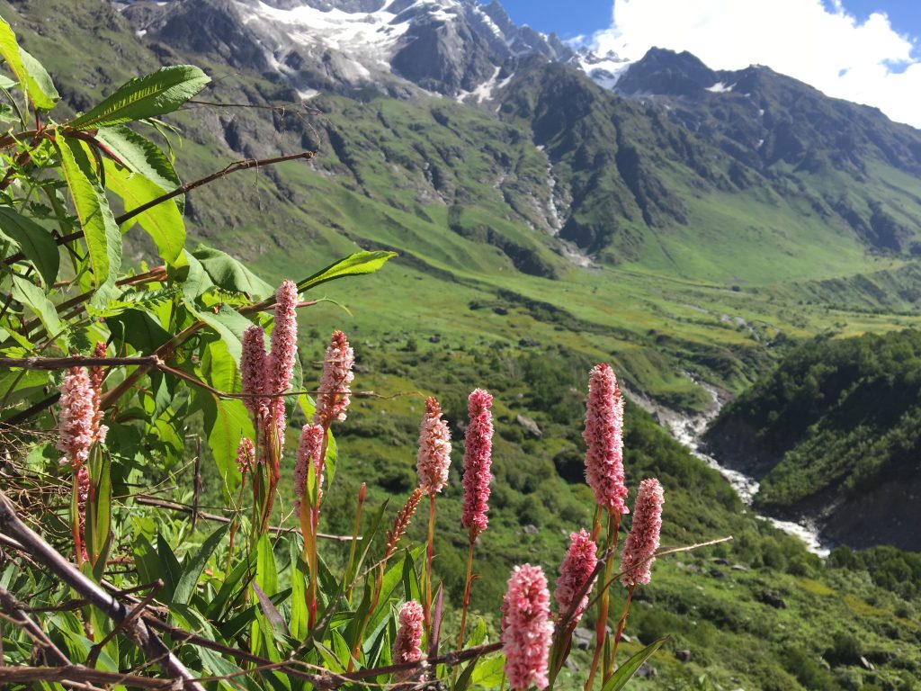 Floración en el Valle de las Flores