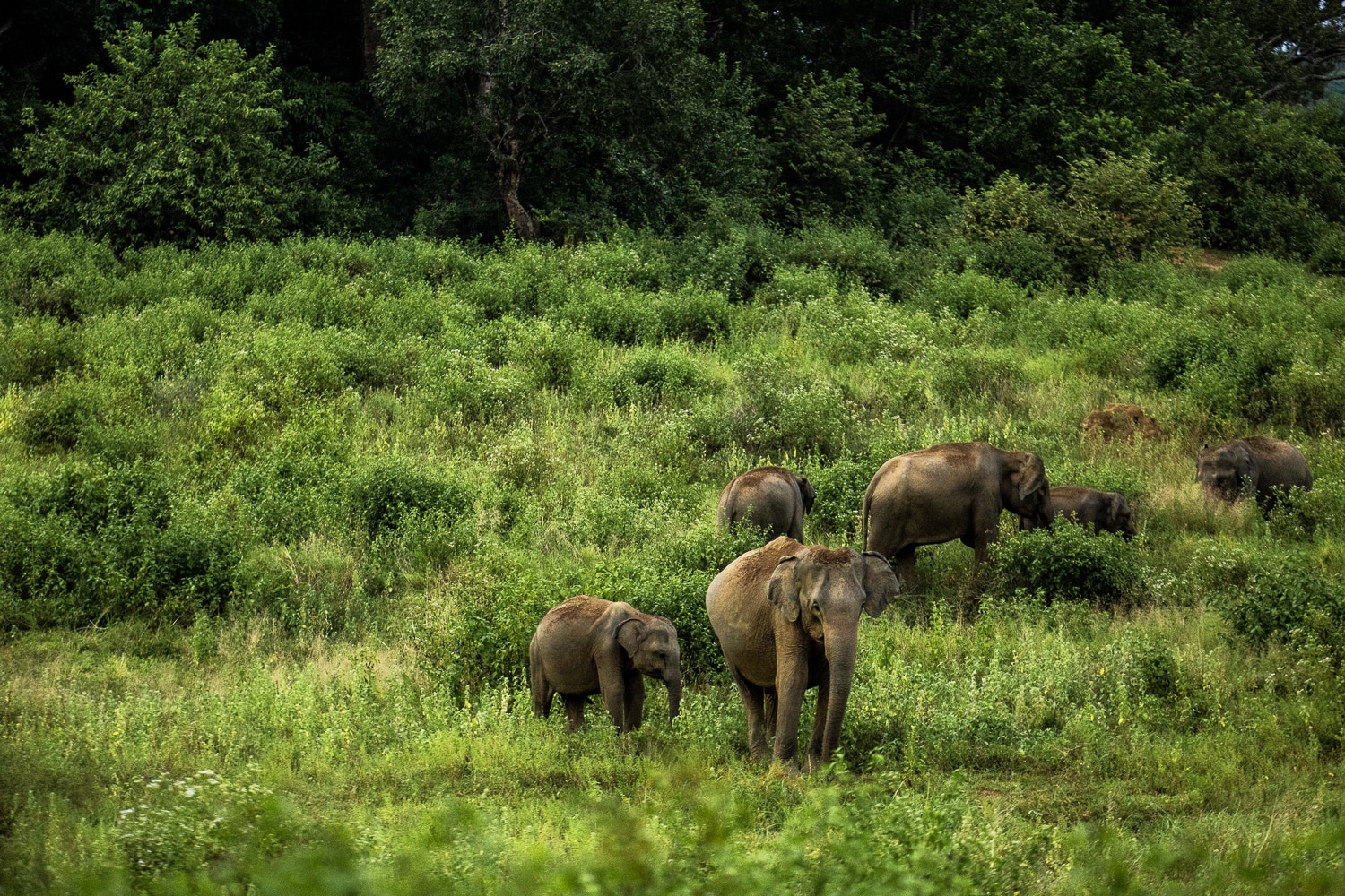 Familia de elefantes en Gal Oya 