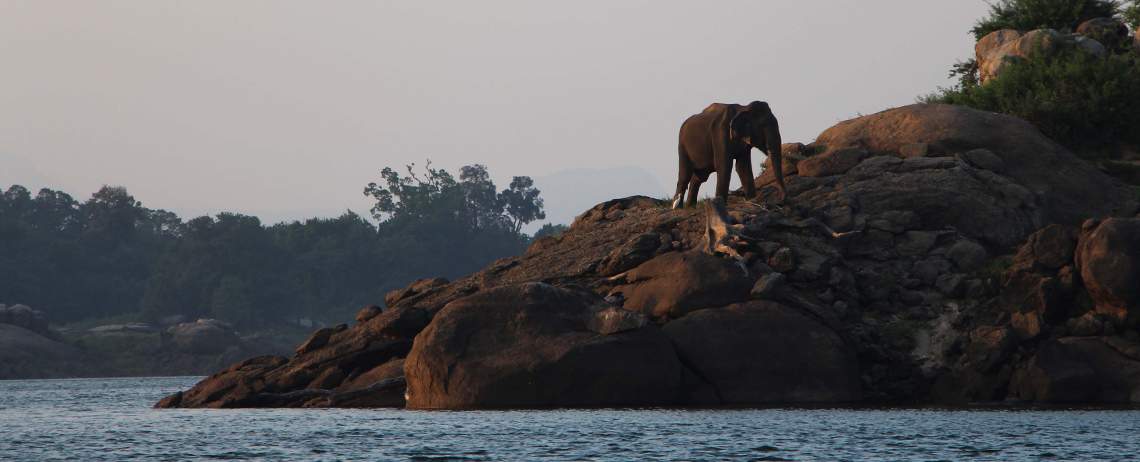 Elefante en plena naturaleza de Sri Lanka 