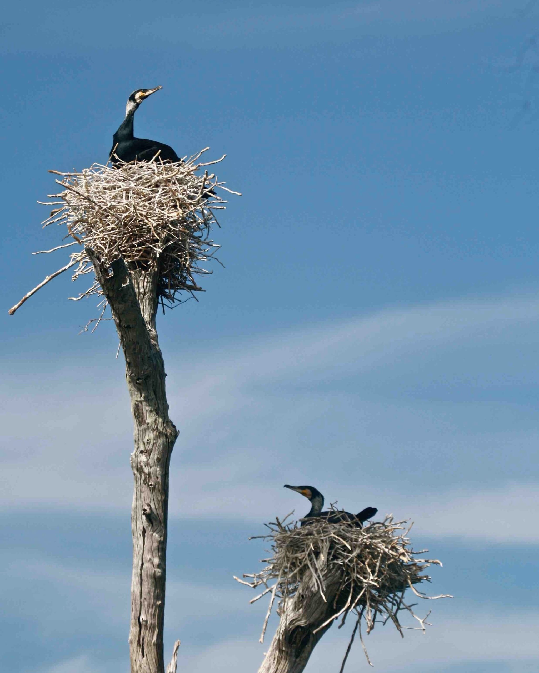 Aves en nidos en Gal Oya 
