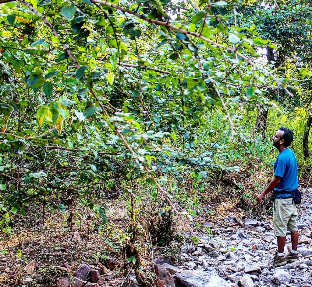 Gaurav en uno de los bosques que ayudó a crear