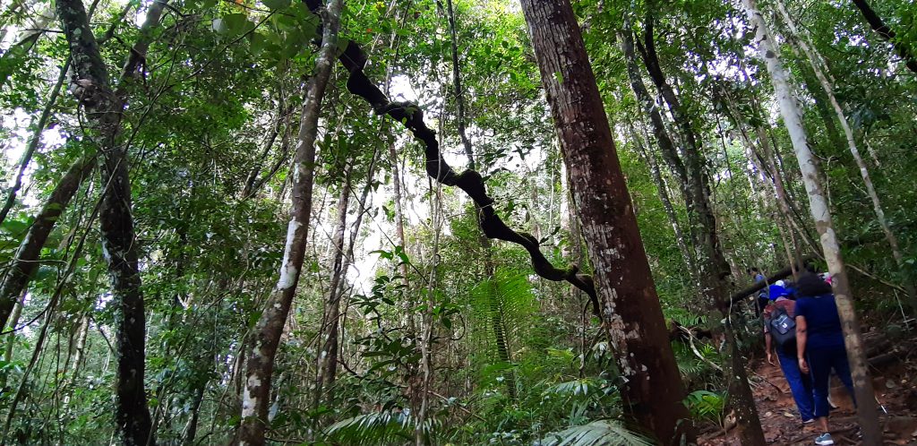 Bosque Sinharaja