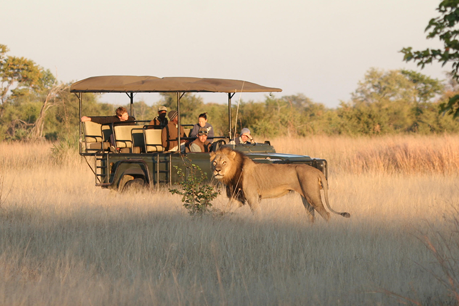 leon en parque nacional de hwange parque nacional de hwange