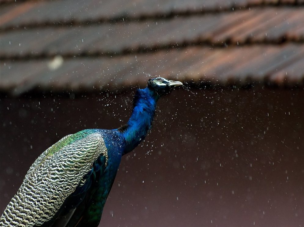 Pavo real en Sri Lanka 