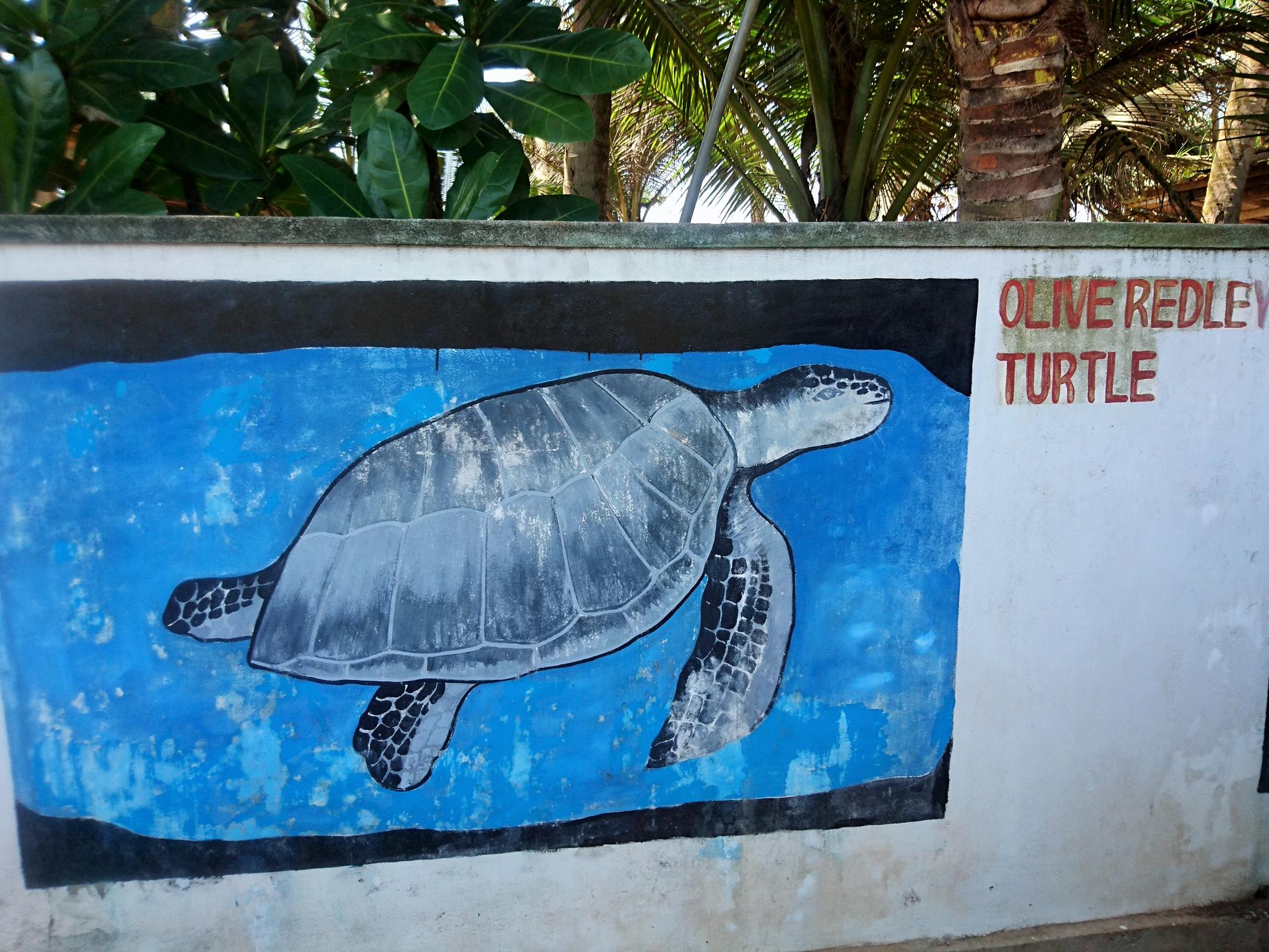tortugas en sri lanka 