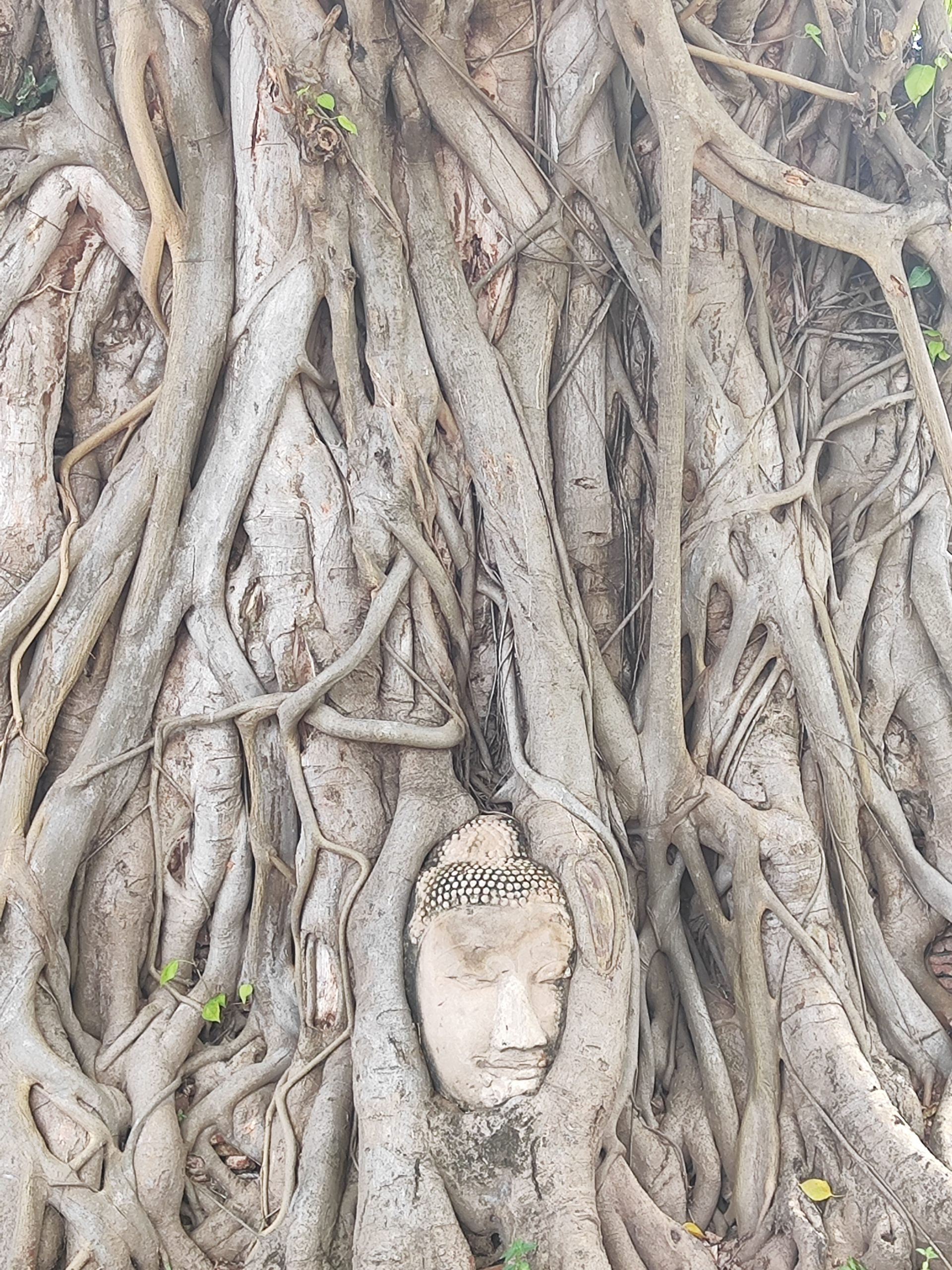 cabeza de buda en ayutthaya ayutthaya