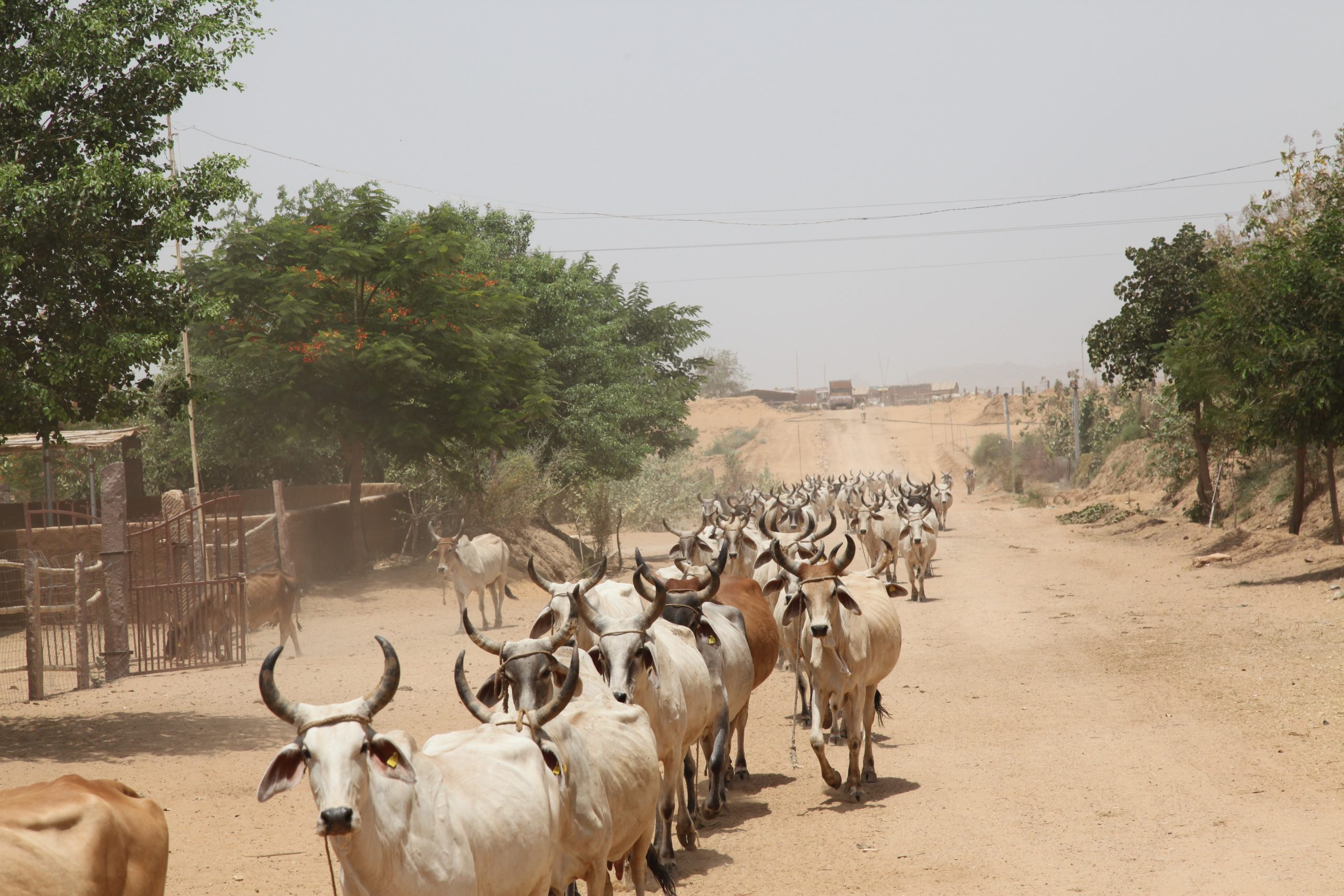 se puede comer carne en india 