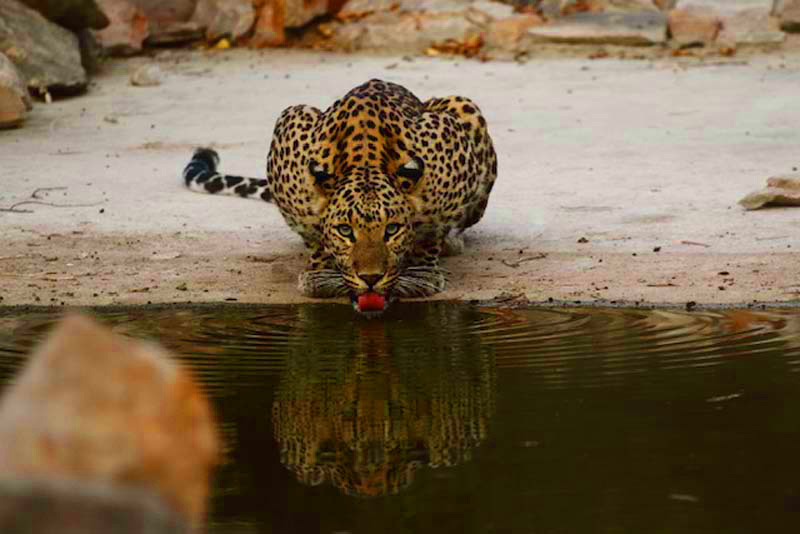 Leopardo en Jhalana 