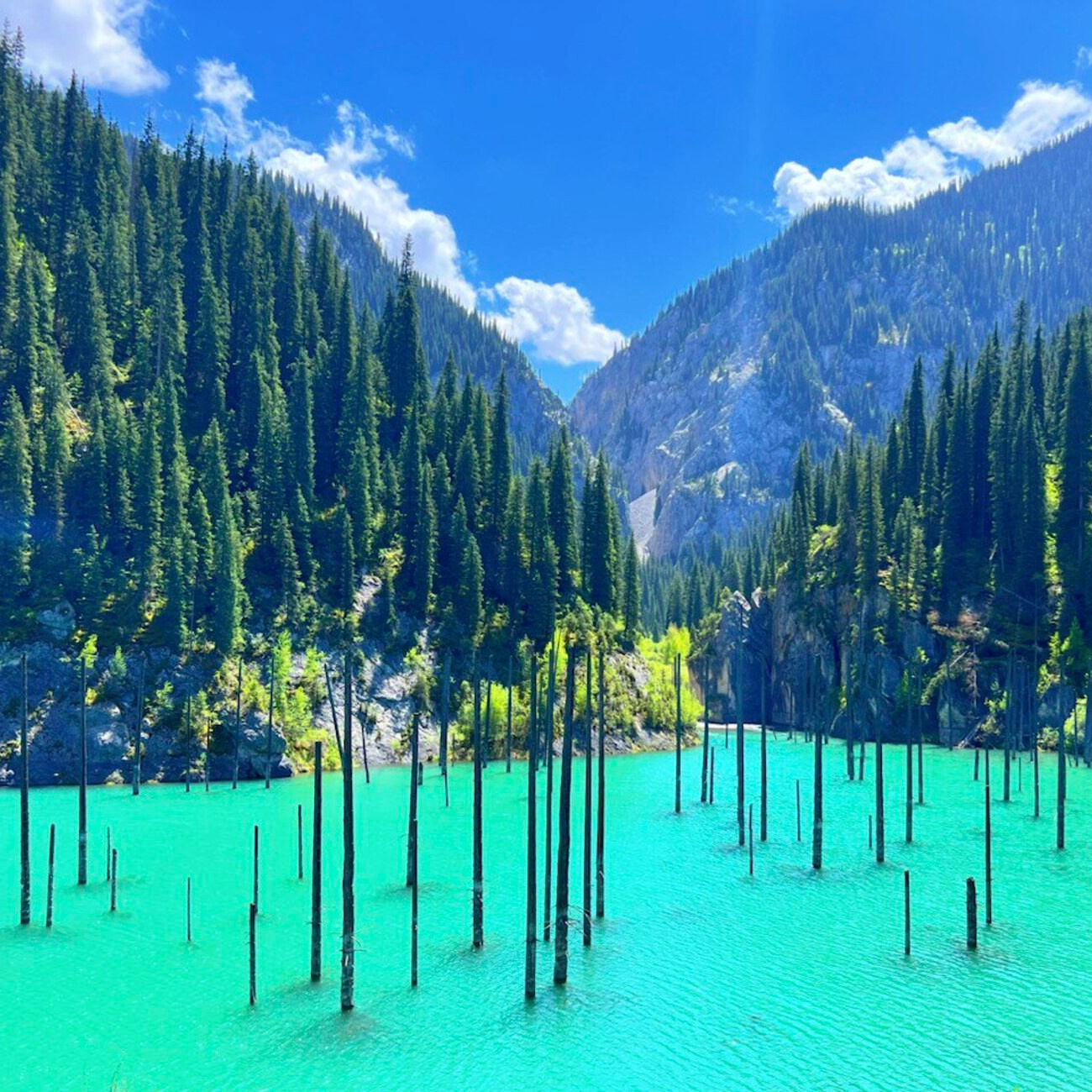 arboles sumergidos en el lago kaindy lago kaindy