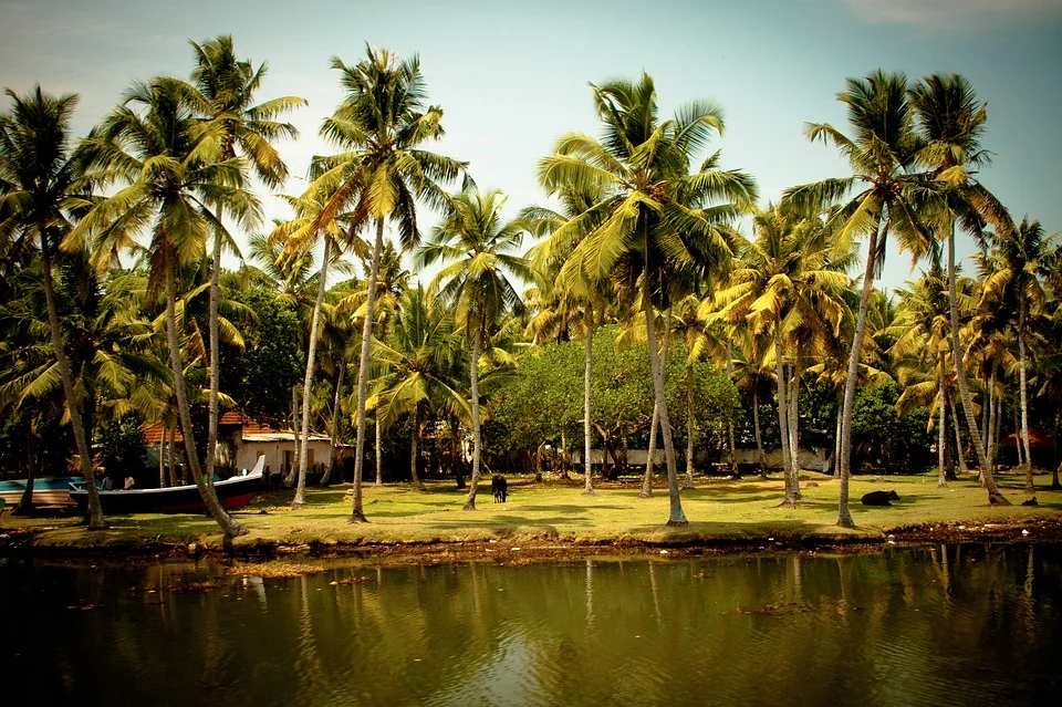 Qué hacer en Kerala 