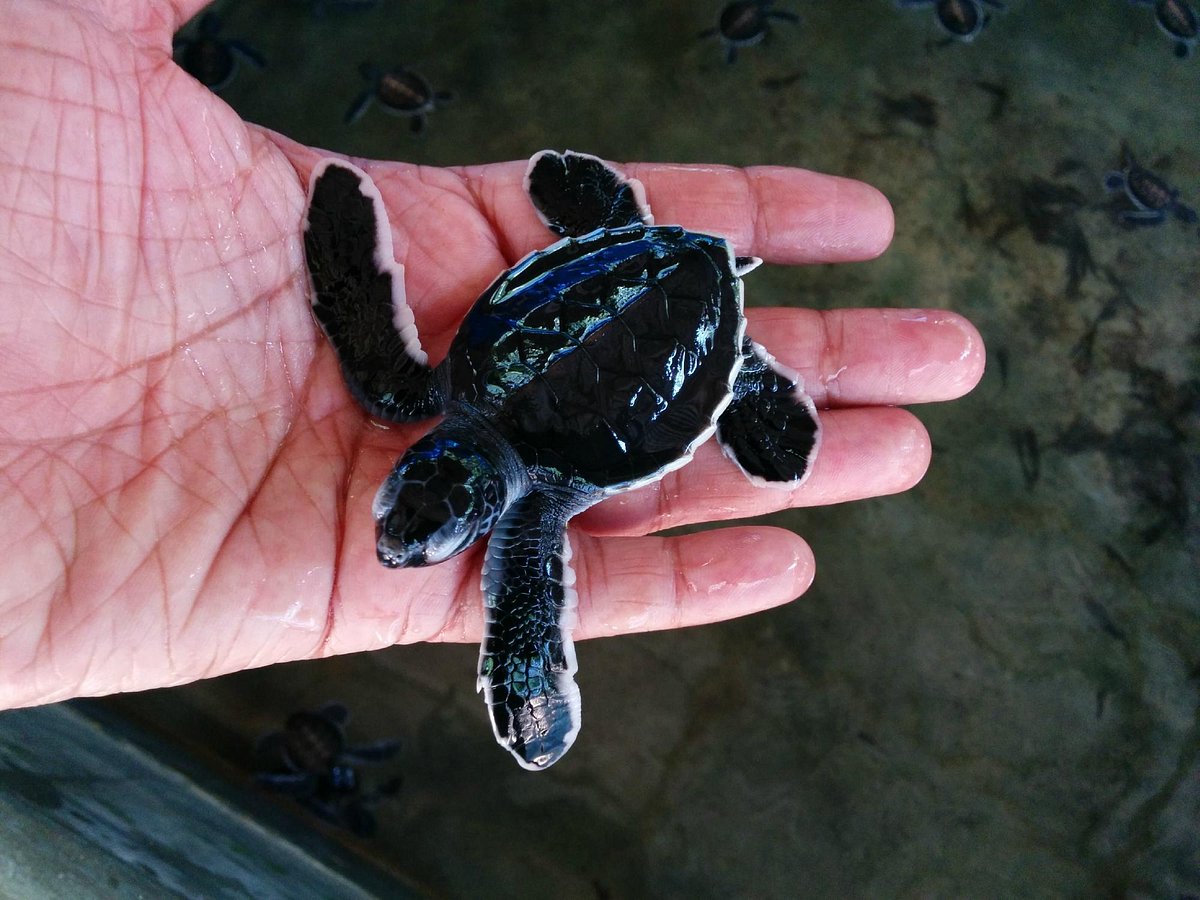 Tortugas en Bentota