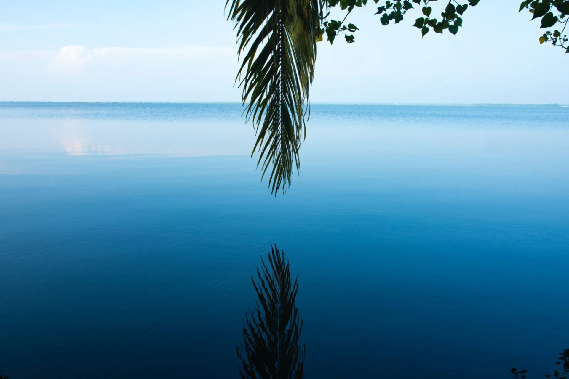 Palmera acercándose al mar en Kottayam 