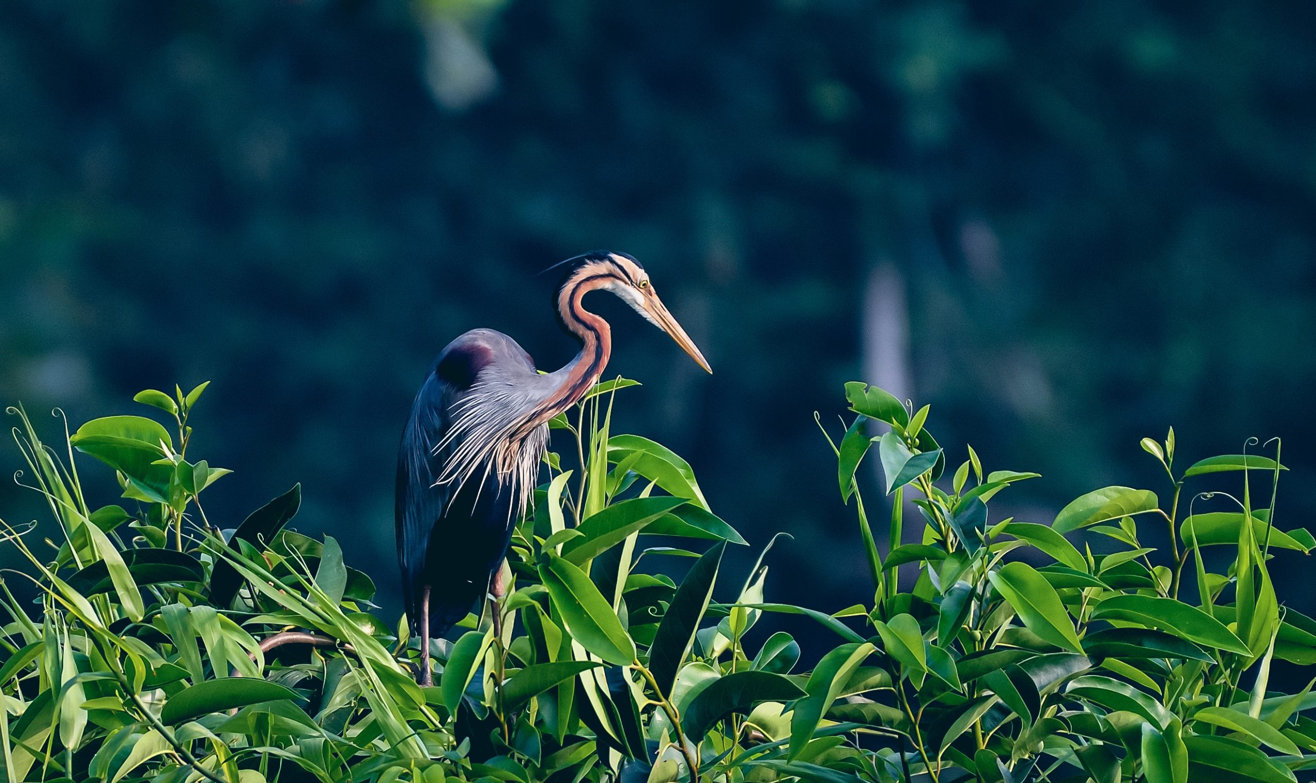 Avistamiento de aves en Kumarakom Bird Sanctuary 