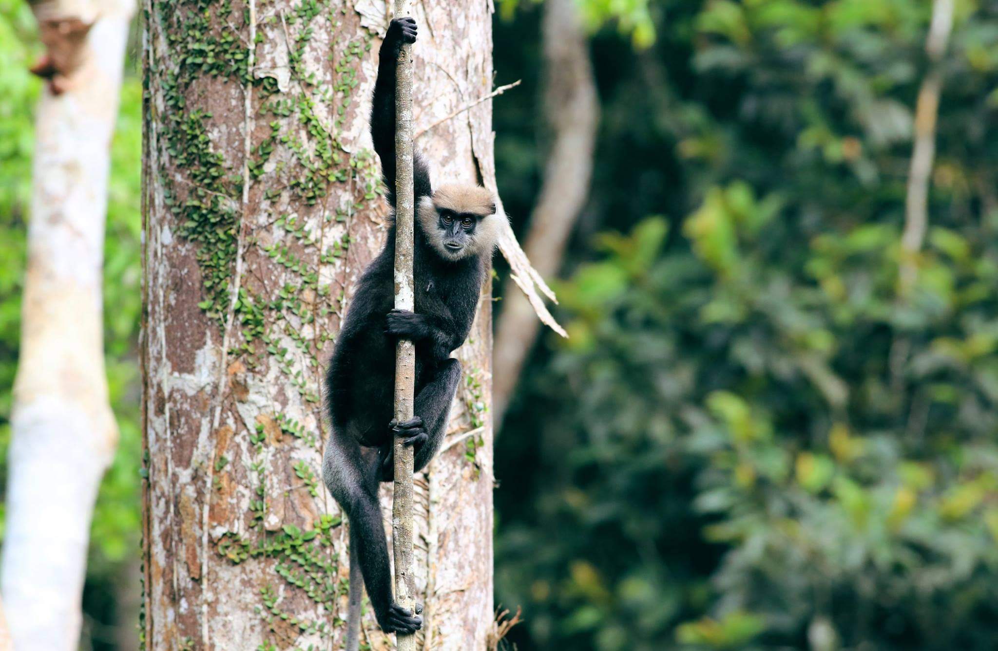 Especies de Sri Lanka 