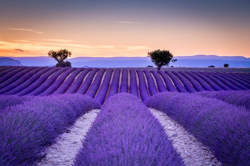 Campos de lavanda en India 