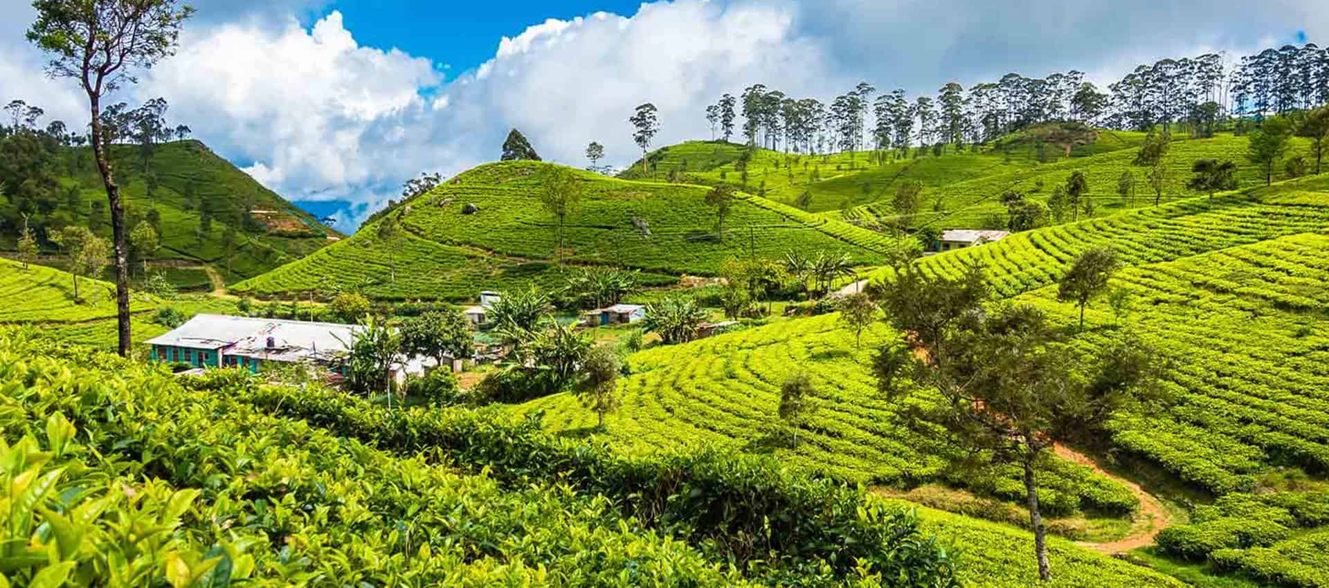 plantaciones de té en las highlands de sri lanka sendero pekoe en sri lanka