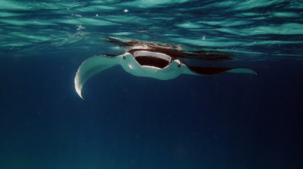 Mantarrayas en Maldivas 